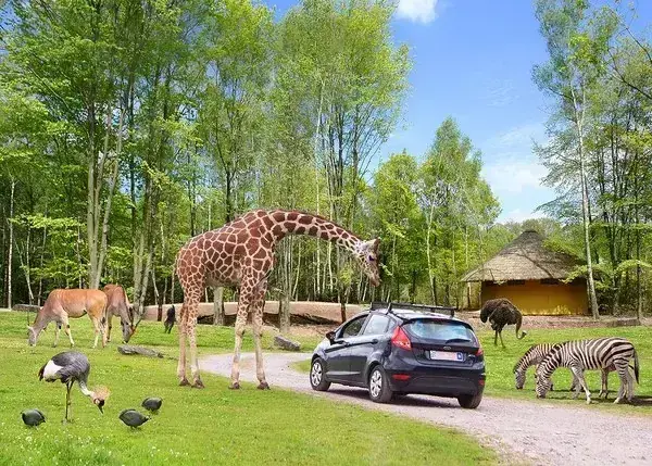 Wild World Safari Park